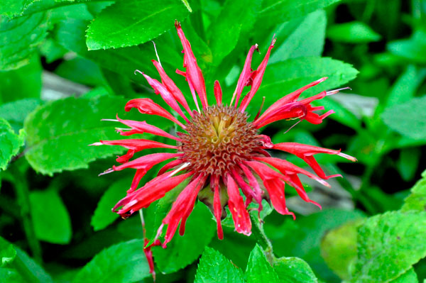 flower at Lake Lure Flowering Bridge